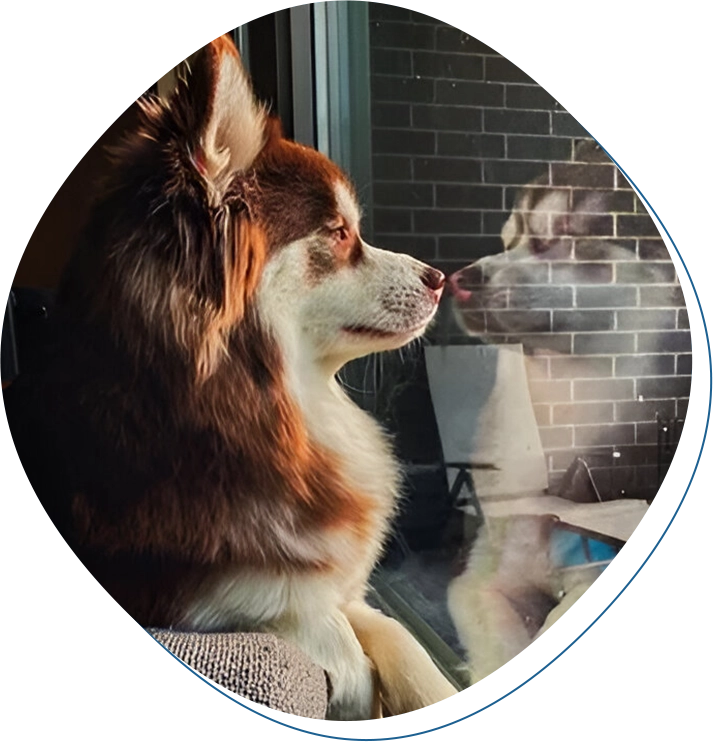 A dog looking at itself in the mirror