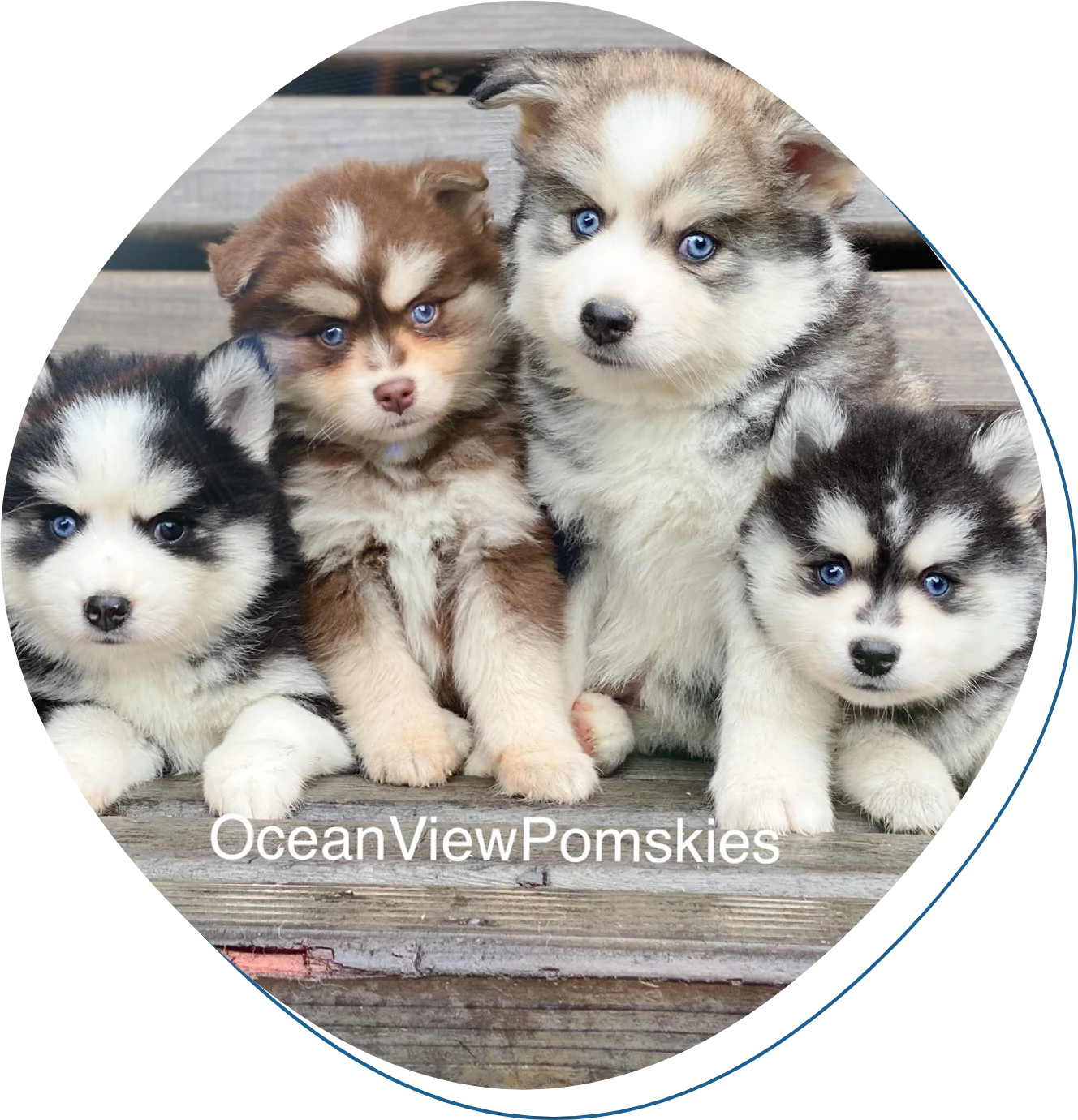 Four puppies are sitting on a wooden platform.