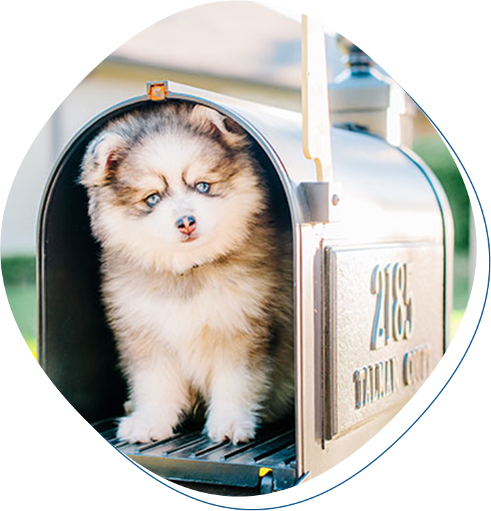 A puppy is sitting in the mailbox.